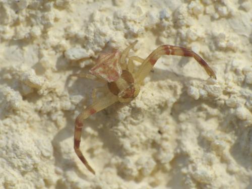 Thomisus onustus